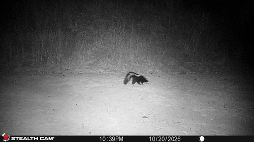 Striped Skunk