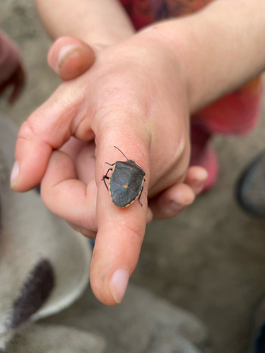 Conchuela Bug