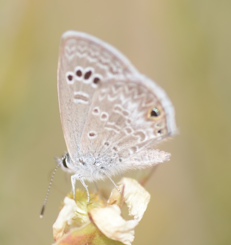 Reakirt's Blue