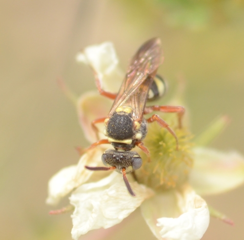Nomad Bees