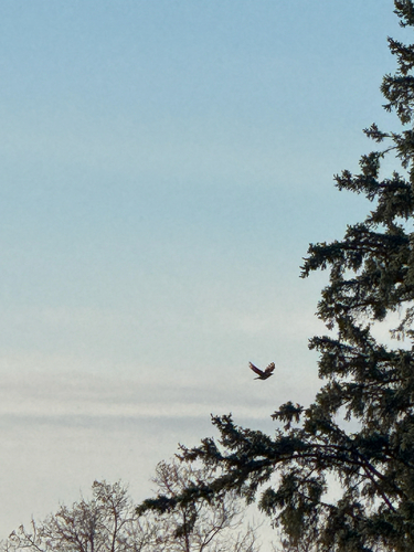 Northern Red-shafted Flicker