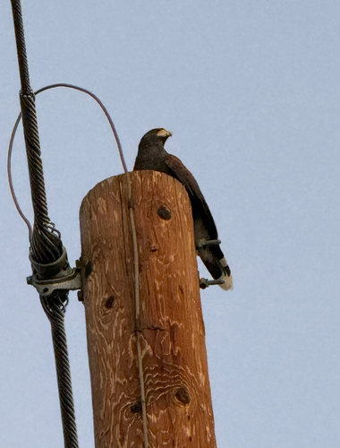 Harris's Hawk