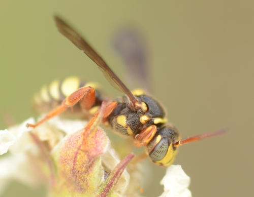 Nomad Bees