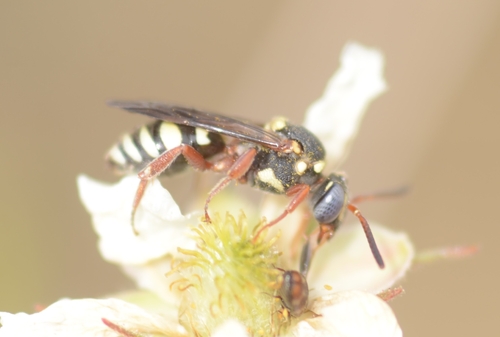 Nomad Bees