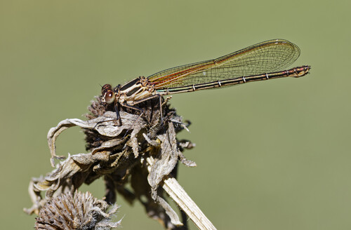 American Rubyspot