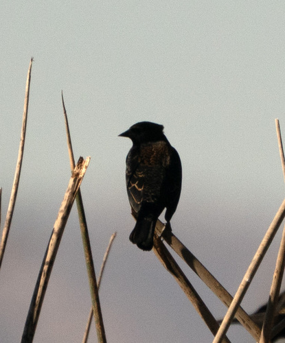 Red-winged Blackbird