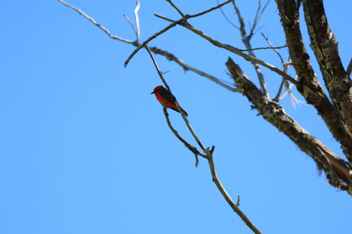 Vermilion Flycatcher