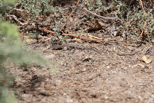 Western Whiptail