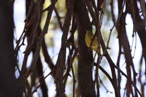 Orange-crowned Warbler