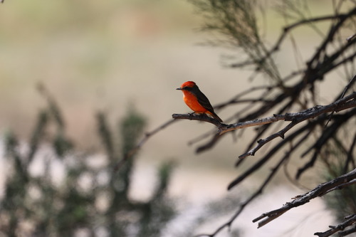 Vermilion Flycatcher