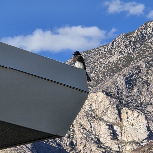 Black Phoebe