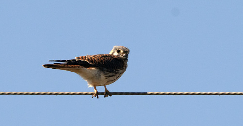 American Kestrel