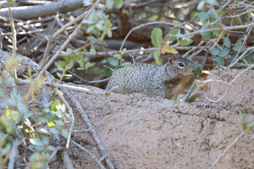 Rock Squirrel