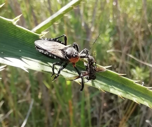 Apiomerus lanipes