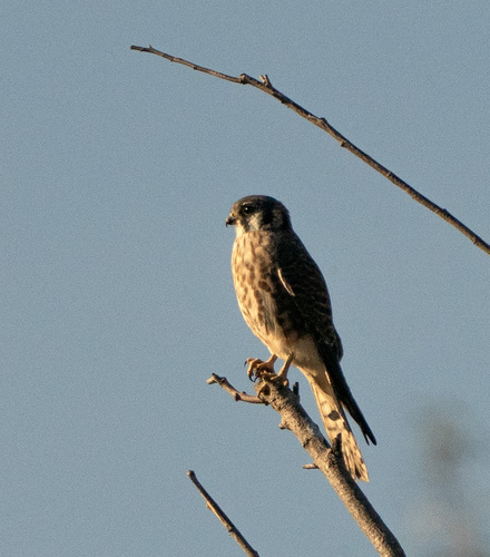 American Kestrel