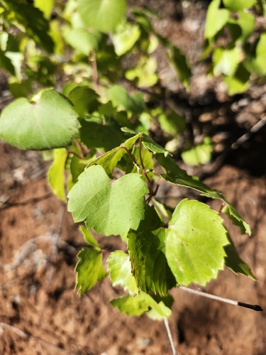 canyon wild grape