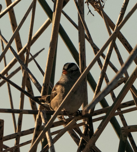 White-crowned Sparrow
