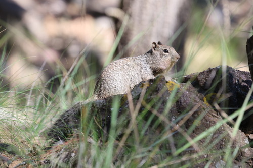 Rock Squirrel