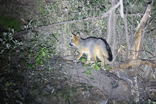 Gray Fox