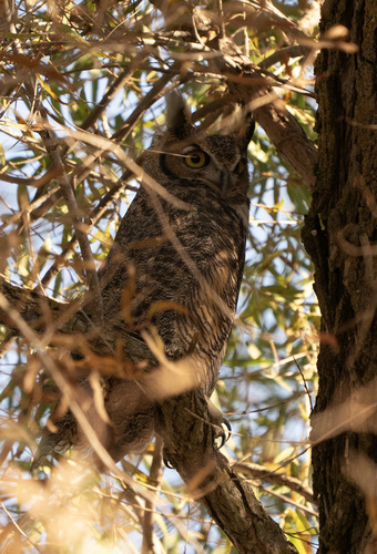 Great Horned Owl