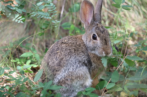 Desert Cottontail