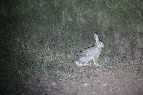 Desert Cottontail