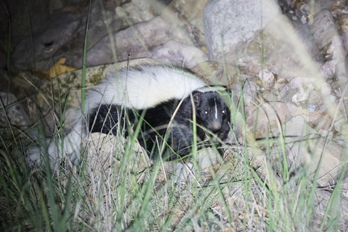 Striped Skunk