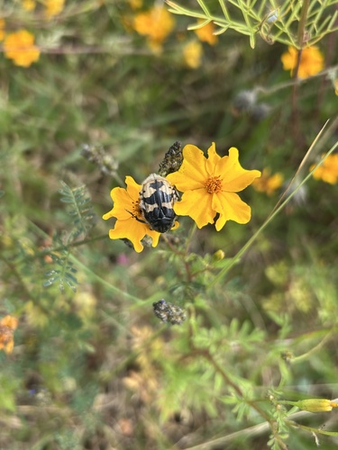 mayate de la calabaza