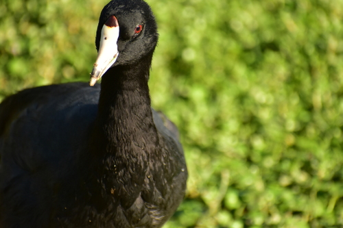 Gallareta americana