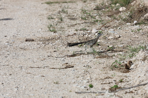 Greater Roadrunner
