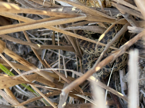 Gopher Snake