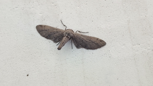 Glaucina erroraria