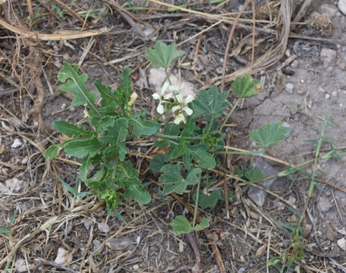 Rucola Silvestre