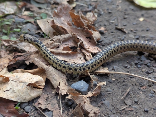 Gopher Snake