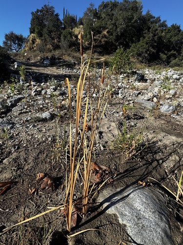 southern cattail