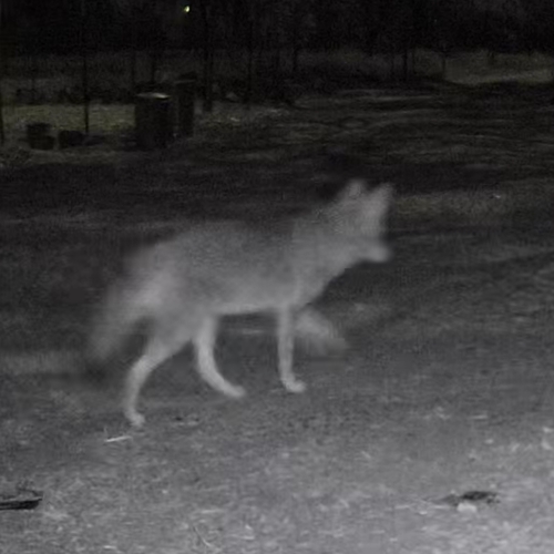 Coyote
