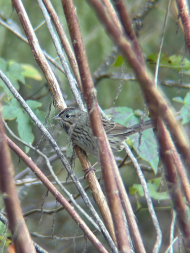 Lincoln's Sparrow