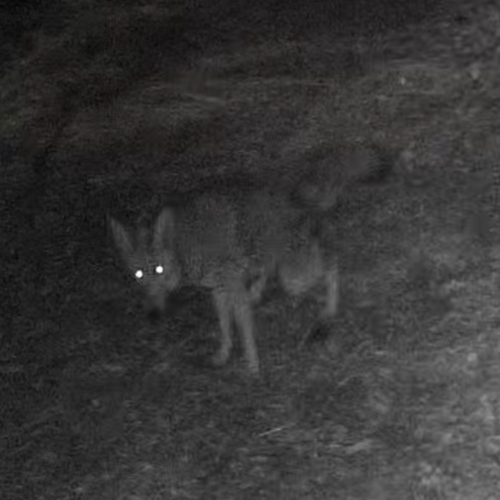 Coyote