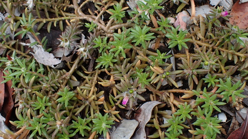 shaggy portulaca