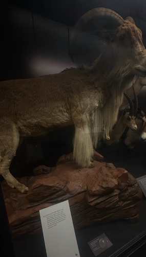 Aoudad
