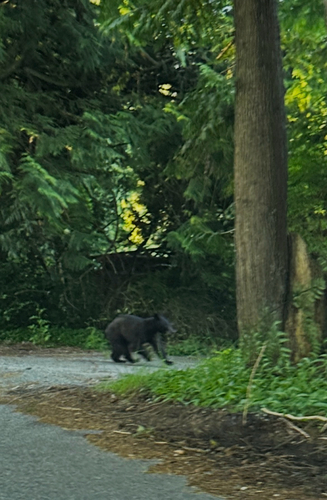 American Black Bear
