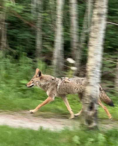 Coyote