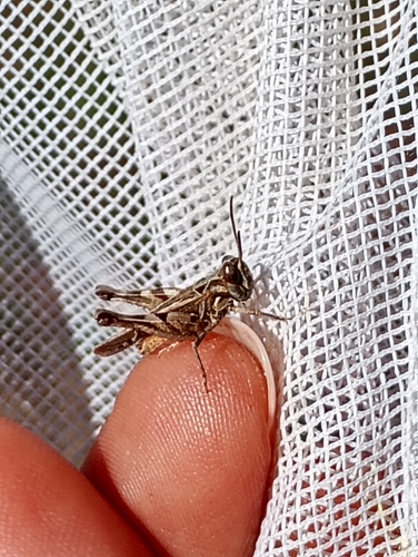 Texas Range Grasshopper