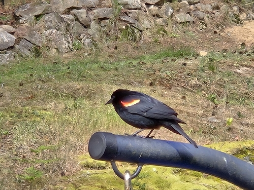 Red-winged Blackbird