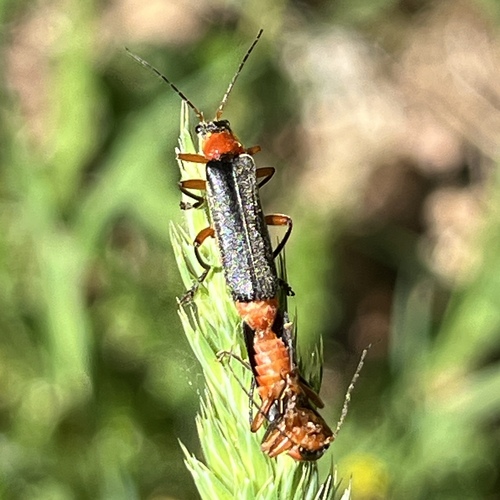 Rotschwarzer Weichkäfer