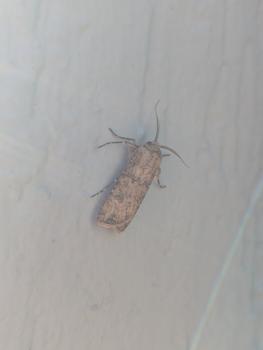 Turnip Moth