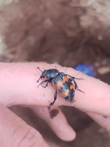 Margined Sexton Beetle