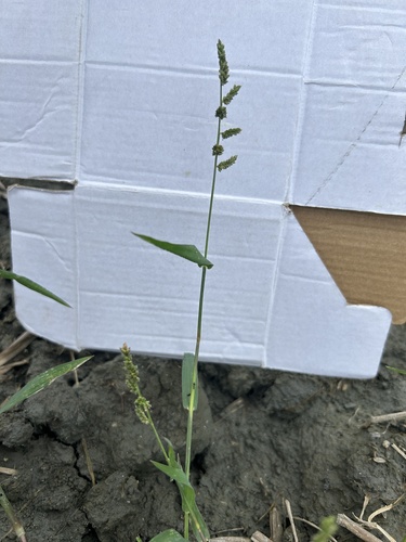 芒稷 (光頭稗)