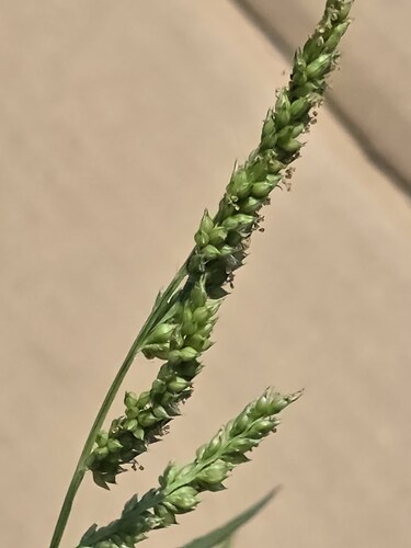 芒稷 (光頭稗)
