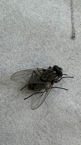 Stable Fly